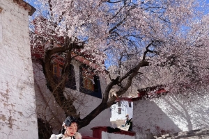 Early April is the peak season for peach blossoms🌺