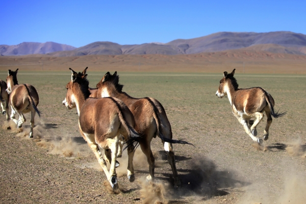 Explore the Ultimate Beauty: 12-Day Adventure from 318 National Highway to Lhasa:Hailuogou Glacier Park, Yading Nature Reserve, Ranwu Lake, Nyingchi, Lhasa, and Yamdrok Lake