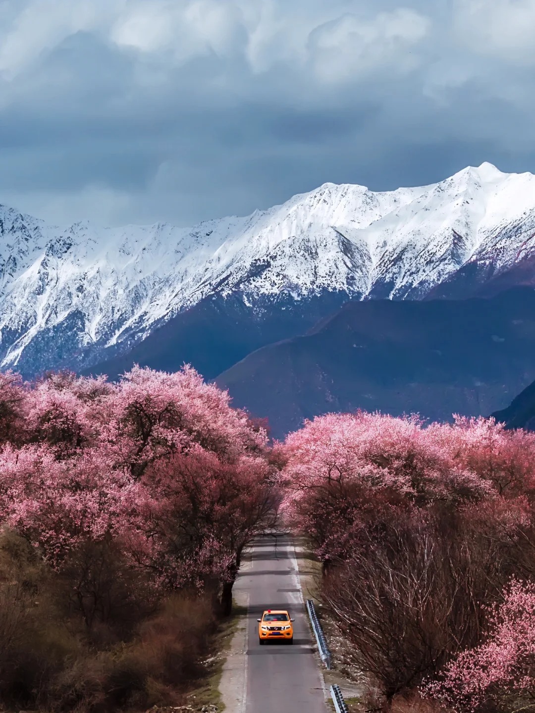 Peach Blossom Sea in Fairytales: Spring in Nyingchi