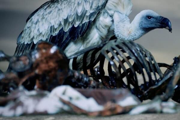 Vultures Dealing with Remains