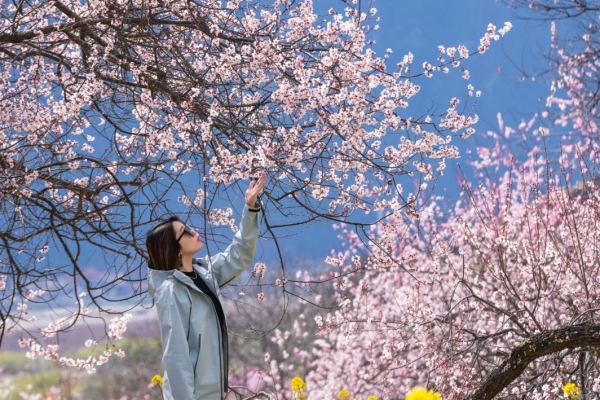 Direct Flight to Nyingchi: Nyingchi Peach Blossom Festival + Bomi Peach Blossom Valley+Lhasa + Yamdrok Lake + EBC + Qinghai-Tibet Railway 13-Day Tour