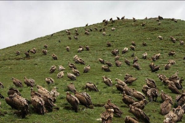 Vultures Gathering for the Ritual