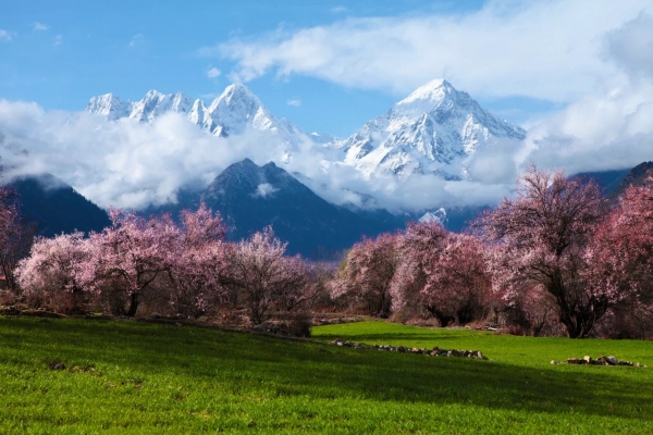 Direct Flight to Nyingchi: Nyingchi Peach Blossom Festival + Bomi Peach Blossom Valley+Lhasa + Yamdrok Lake + EBC + Qinghai-Tibet Railway 13-Day Tour