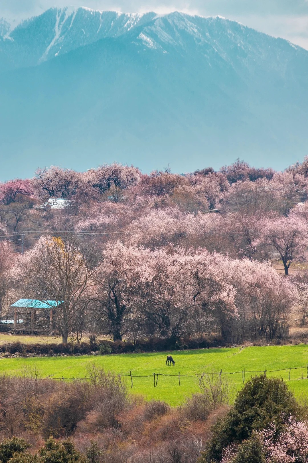 Peach Blossom Sea in Fairytales: Spring in Nyingchi