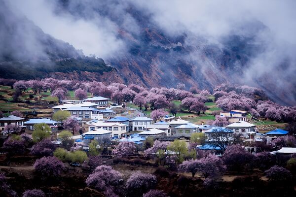 Peach Blossoms in Tibet