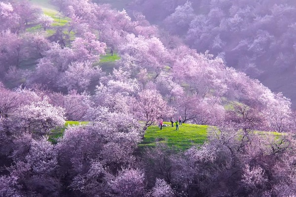 Xinjiang Apricot Blossom Vally