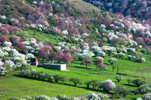 Xinjiang Apricot Blossom Vally