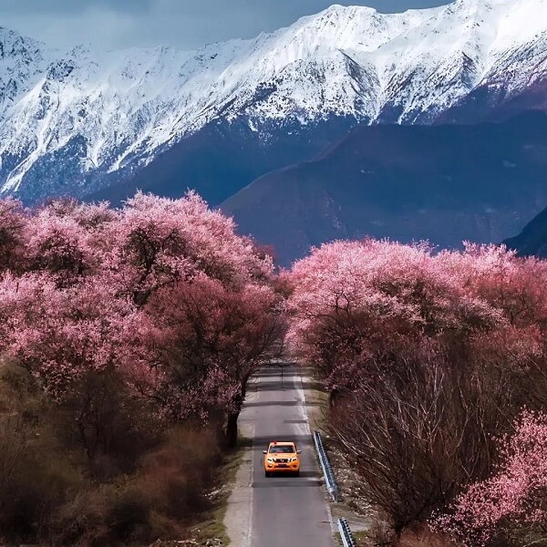 Tibet Nyingchi Peach Blossom Festival