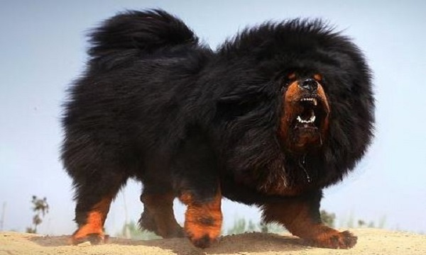 Tibetan Mastiff