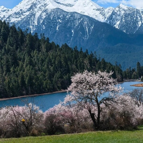 Tibet Nyingchi Peach Blossom Festival