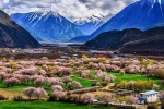 Direct Flight to Nyingchi: Nyingchi Peach Blossom Festival+Lhasa+Yamdrok Lake+EBC+Qinghai-Tibet Railway 11-Day Tour