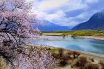 Direct Flight to Nyingchi: Nyingchi Peach Blossom Festival+Lhasa+Yamdrok Lake+EBC+Qinghai-Tibet Railway 11-Day Tour