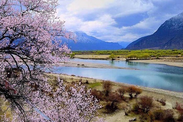 Tibet Nyingchi Peach Blossom Festival