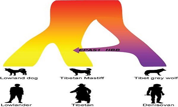 Tibetan Mastiff -Genetic Adaptations