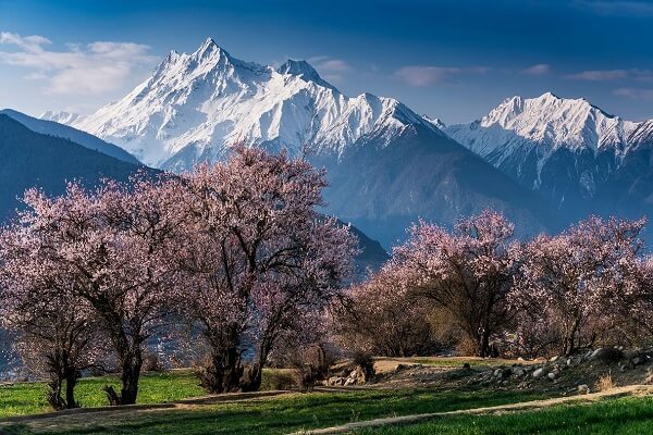 Gala Peach Blossom Village