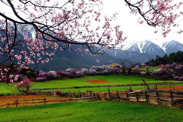 Direct Flight to Nyingchi: Nyingchi Peach Blossom Festival+Lhasa+Yamdrok Lake+EBC+Qinghai-Tibet Railway 11-Day Tour