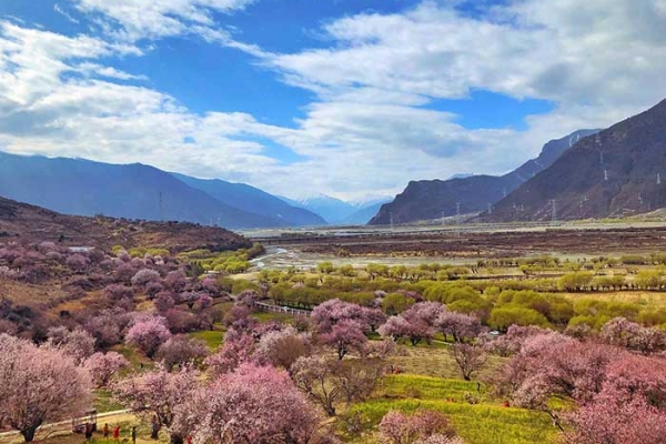 Direct Flight to Nyingchi: Nyingchi Peach Blossom Festival+Lhasa+Yamdrok Lake+EBC+Qinghai-Tibet Railway 11-Day Tour