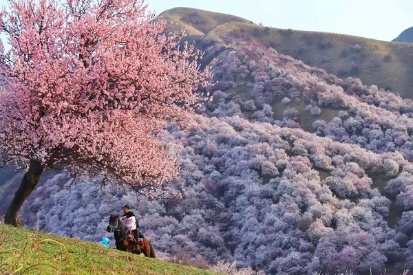 Xinjiang Apricot Blossom Vally