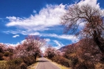 Direct Flight to Nyingchi: Nyingchi Peach Blossom Festival+Lhasa+Yamdrok Lake+EBC+Qinghai-Tibet Railway 11-Day Tour