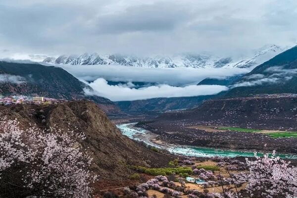 Peach Blossoms in Milin County