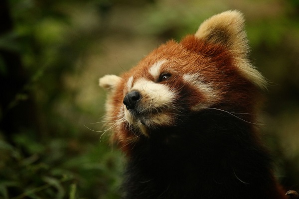 red panda