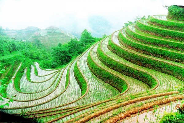 Longji Rice Terraces, Guangxi