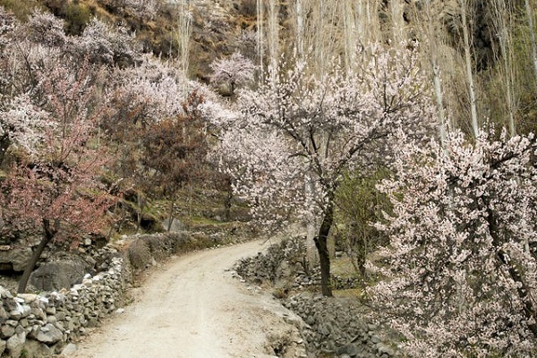 apricot blossoms