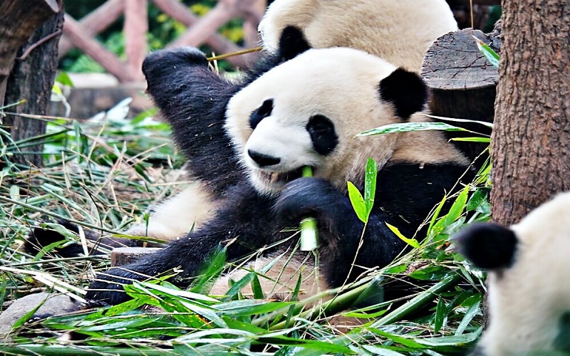 Giant Pandas