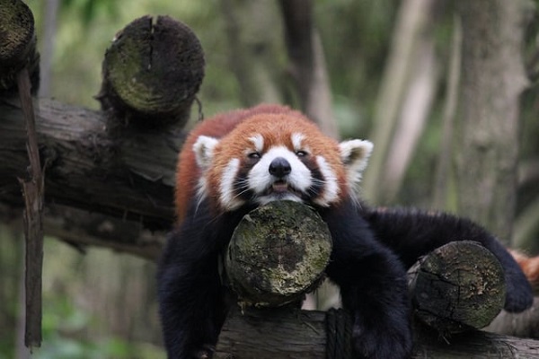 red panda