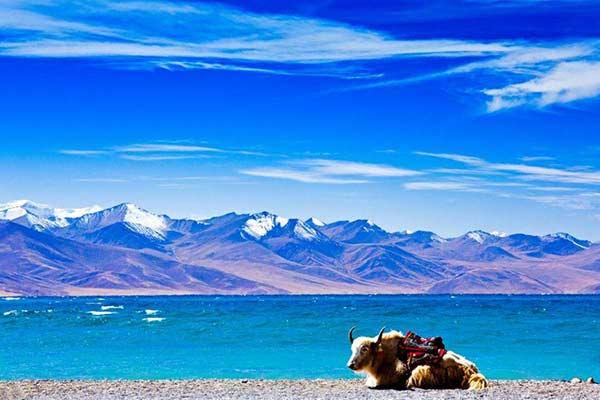 yaks near namtso