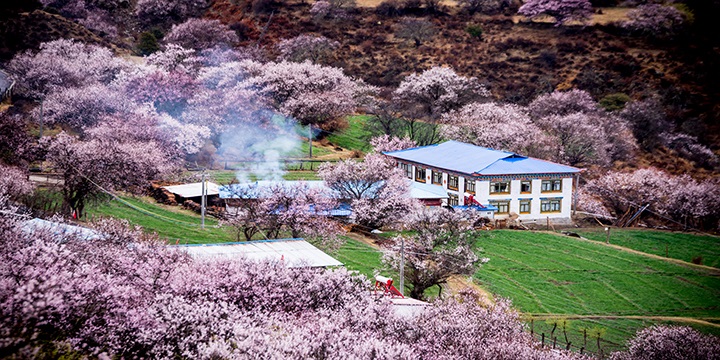 Village Among Peach Blossoms