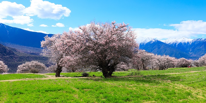 13-Day Tibet Tour on Flights and Soft Sleepers