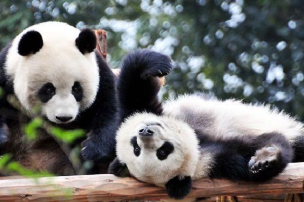 giant panda