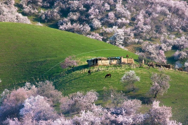 apricot blossoms