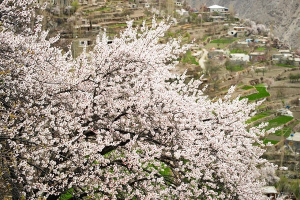 apricot blossoms