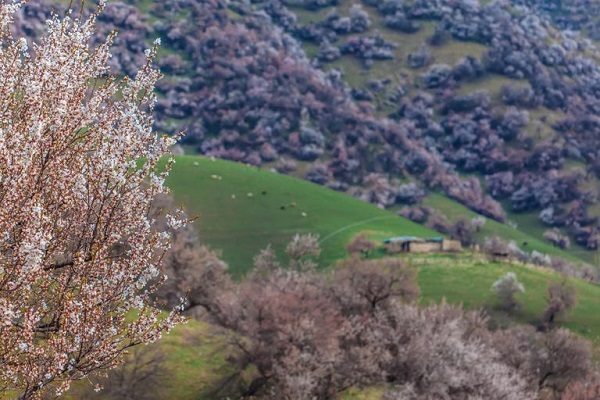 apricot blossoms