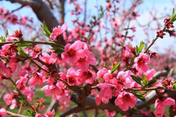 Close-up Shot of Peach Blossoms