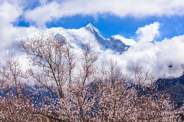 Nyingchi Peach Blossoms