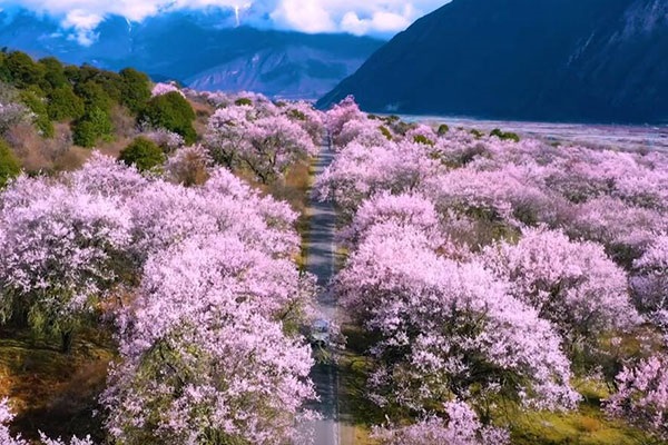 Gala Peach Blossom Village